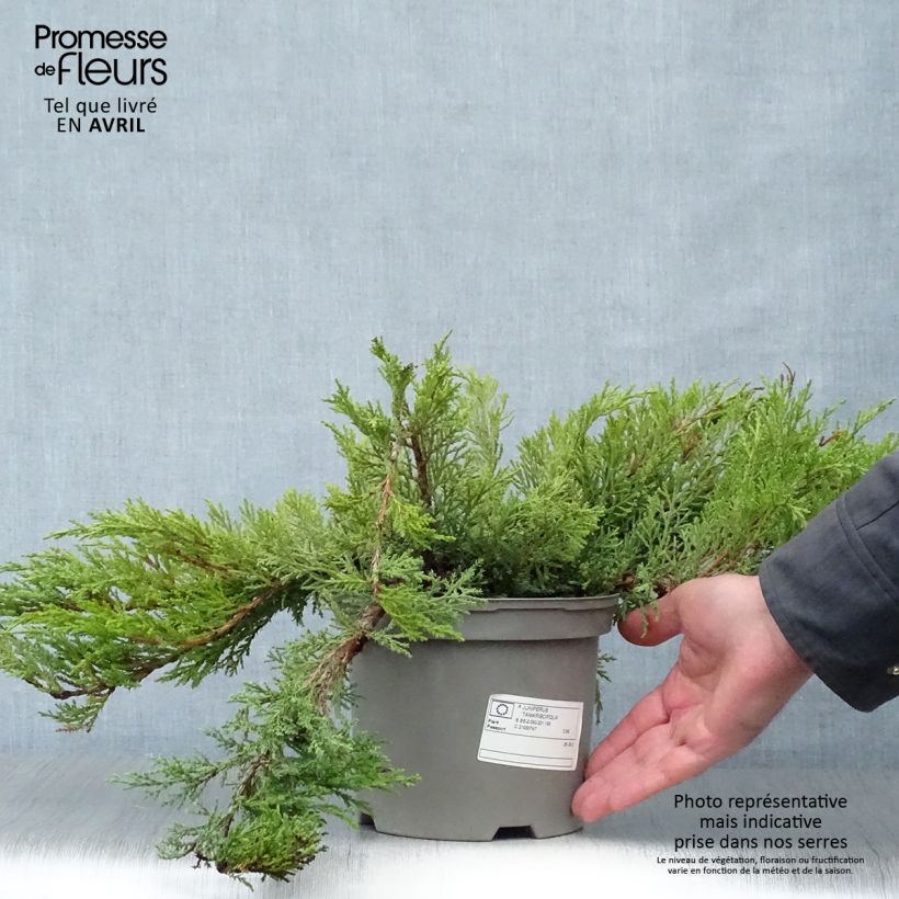 Juniperus sabina Tamariscifolia - Ginepro sabino Vaso da 2L/3L esemplare consegnato in primavera