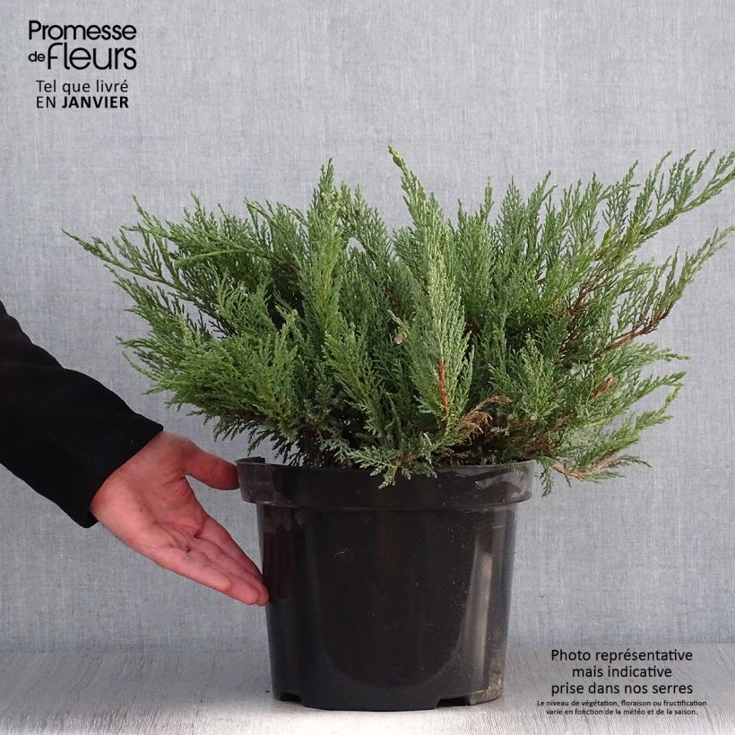 Juniperus sabina Tamariscifolia - Ginepro sabino Vaso da 7,5L/10L esemplare consegnato in inverno
