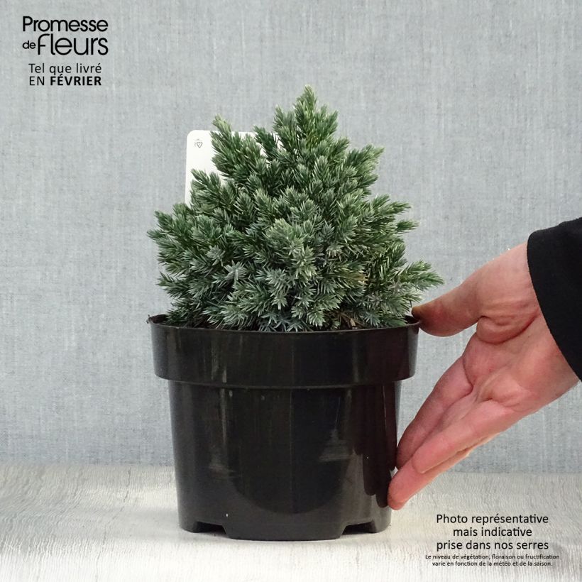 Juniperus squamata Blue Star - Ginepro Vaso da 2L/3L esemplare consegnato in inverno