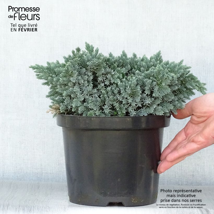 Juniperus squamata Blue Star - Ginepro Vaso da 3L/4L esemplare consegnato in inverno