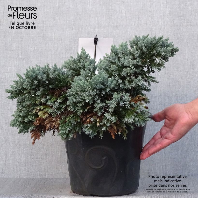 Esemplare di Juniperus squamata Blue Star - Ginepro Vaso da 7,5L/10L come consegnato in autunno