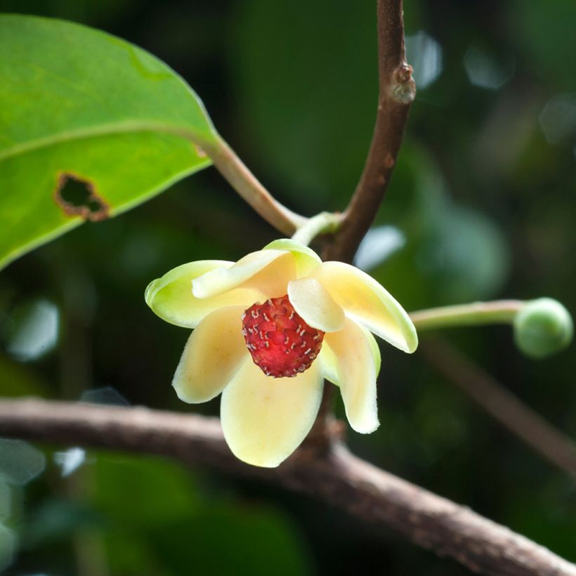 Kadsura japonica (Fioritura)
