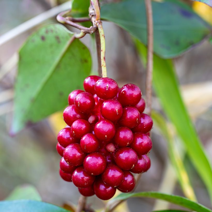 Kadsura japonica (Raccolta)