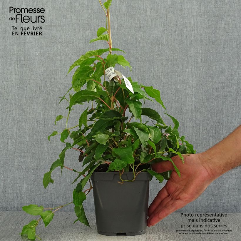 Esemplare di Mini kiwi Actinidia arguta Super Jumbo (Feminna) Vaso da 1,5L/2L come consegnato in autunno
