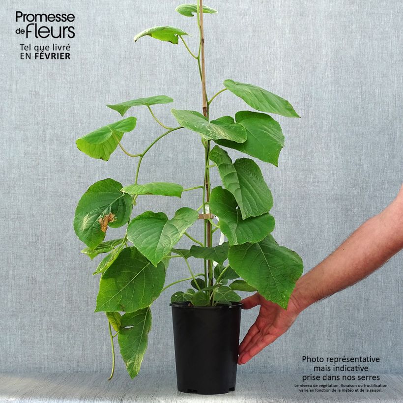 Esemplare di Kiwi Actinidia deliciosa Kiwi Wonder Vaso da 3L/4L come consegnato in autunno