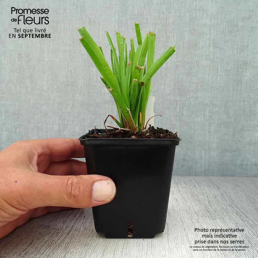 Esemplare di Kniphofia Traffic Lights - Giglio della torcia Vasetto da 8/9 cm come consegnato in autunno