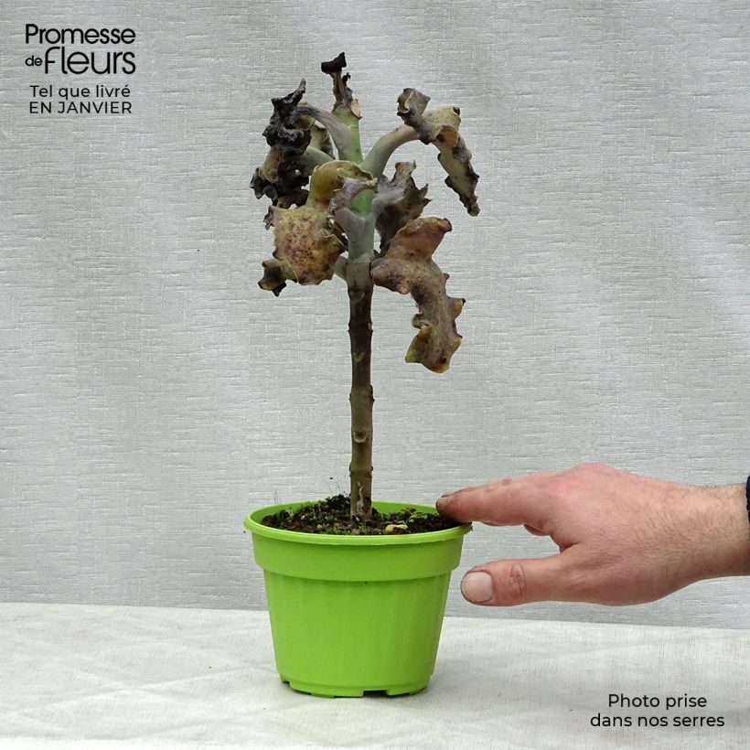 Kalanchoe beharensis subnuda Vaso da Ø 12 cm / 13 cm esemplare consegnato in inverno