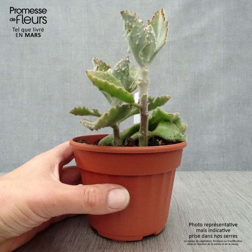 Kalanchoe beharensis subnuda Vaso da Ø 12 cm / 13 cm esemplare consegnato in primavera