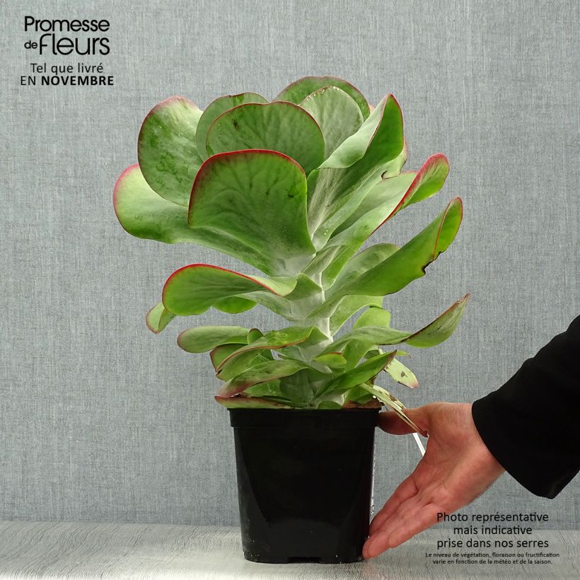 Esemplare di Kalanchoe thyrsiflora Bronze Sculpture Vaso da 2L/3L come consegnato in autunno