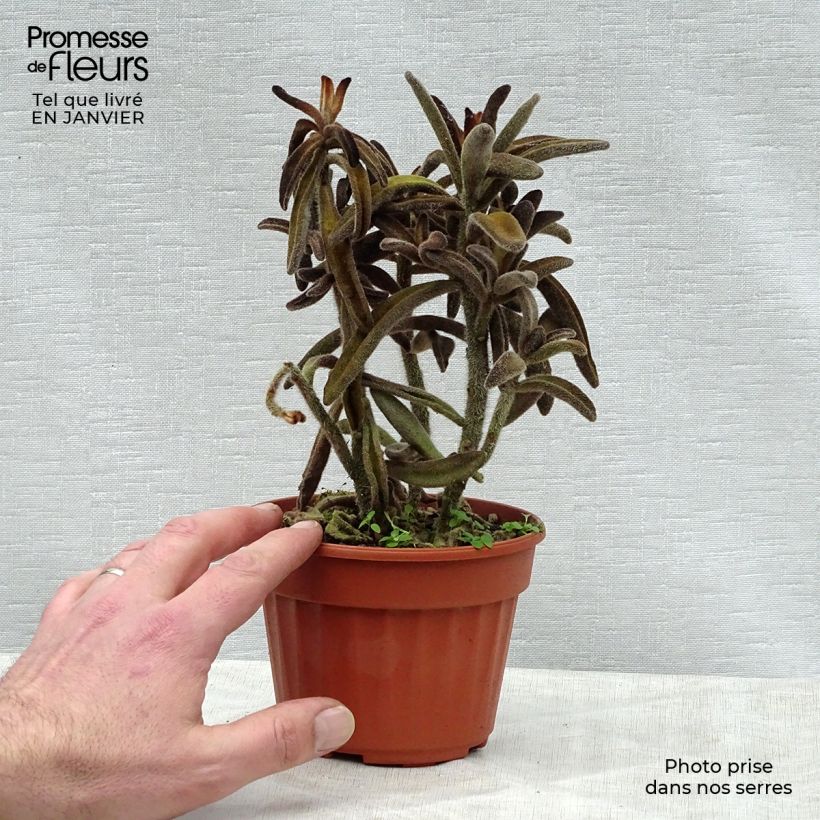 Kalanchoe tomentosa Vaso da Ø 12 cm / 13 cm esemplare consegnato in inverno