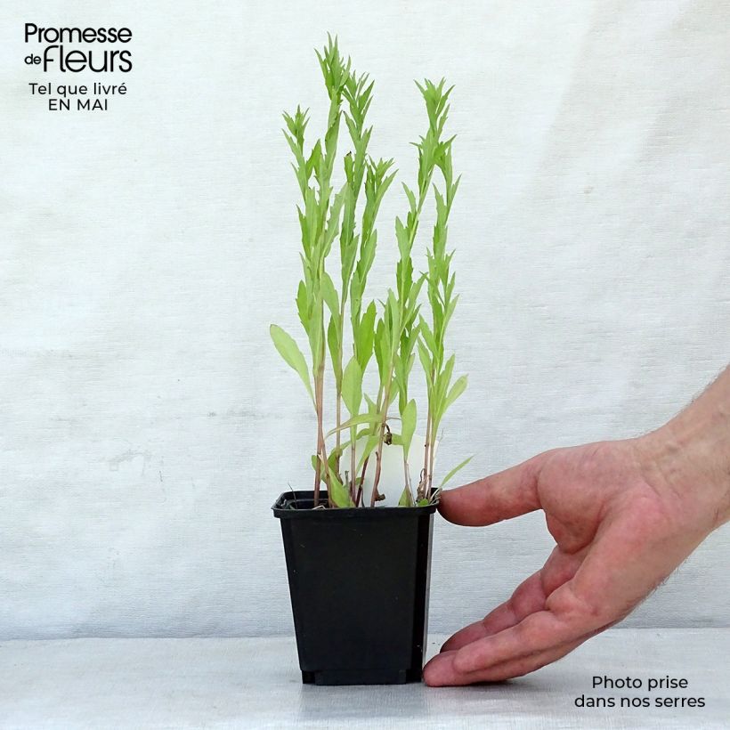 Kalimeris incisa - Aster giapponese Vasetto da 8/9 cm esemplare consegnato in primavera