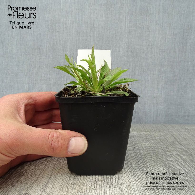 Kalimeris incisa Alba - Aster giapponese Vasetto da 8/9 cm esemplare consegnato in primavera