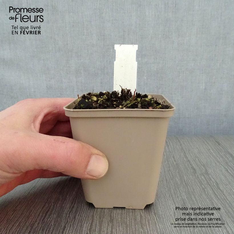 Kalimeris incisa Blue Star - Aster giapponese Vasetto da 8/9 cm esemplare consegnato in inverno