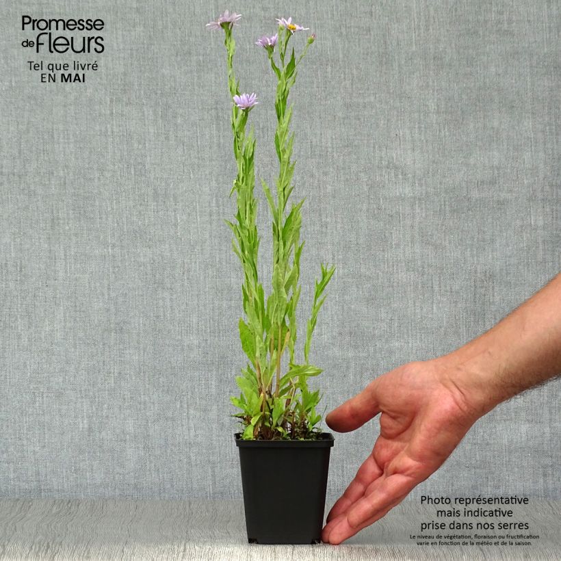 Kalimeris incisa Blue Star - Aster giapponese Vasetto da 8/9 cm esemplare consegnato in primavera