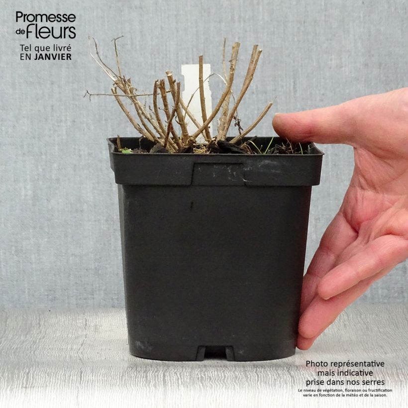 Kalimeris incisa Blue Star - Aster giapponese Vaso da 2L/3L esemplare consegnato in inverno