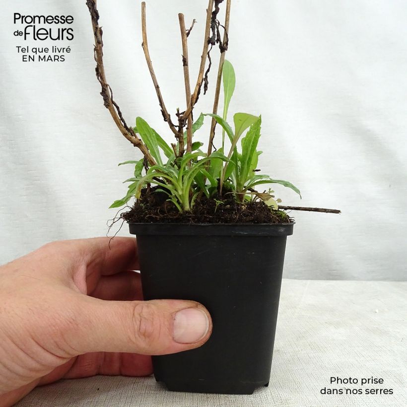 Kalimeris incisa Charlotte - Aster giapponese Vasetto da 8/9 cm esemplare consegnato in primavera