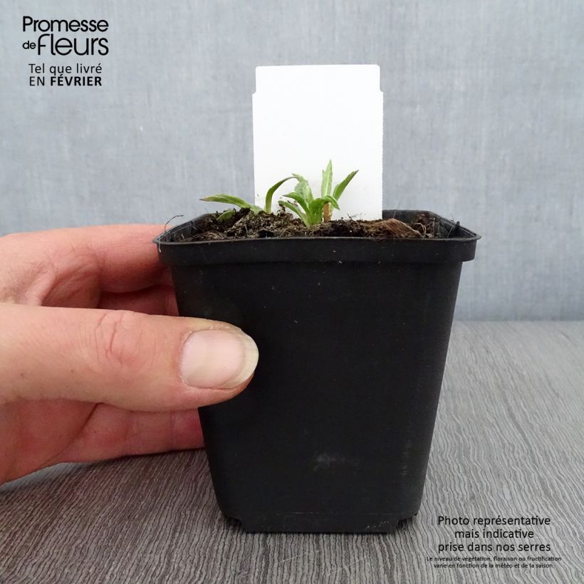 Kalimeris incisa Charlotte - Aster giapponese Vasetto da 8/9 cm esemplare consegnato in inverno