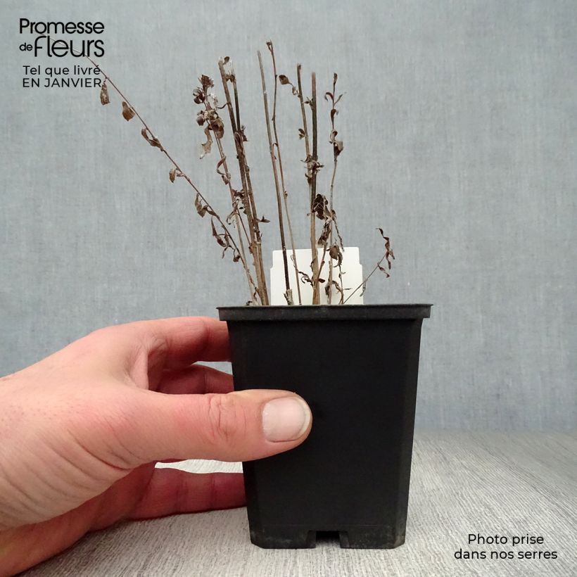 Kalimeris incisa - Aster giapponese Vasetto da 8/9 cm esemplare consegnato in inverno