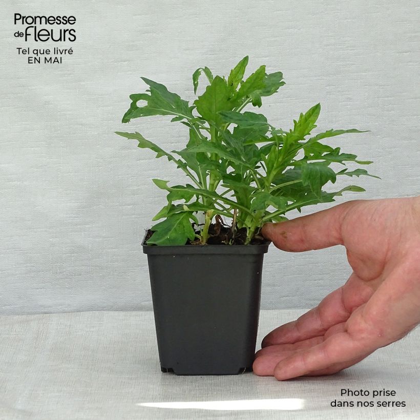 Kalimeris incisa Madiva - Aster giapponese Vasetto da 8/9 cm esemplare consegnato in primavera