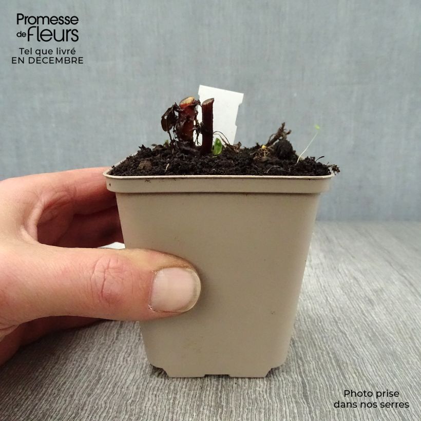 Kalimeris incisa Madiva - Aster giapponese Vasetto da 8/9 cm esemplare consegnato in inverno