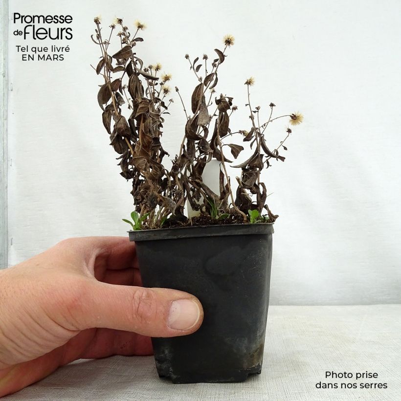 Kalimeris incisa Nana Blue - Aster giapponese Vasetto da 8/9 cm esemplare consegnato in primavera