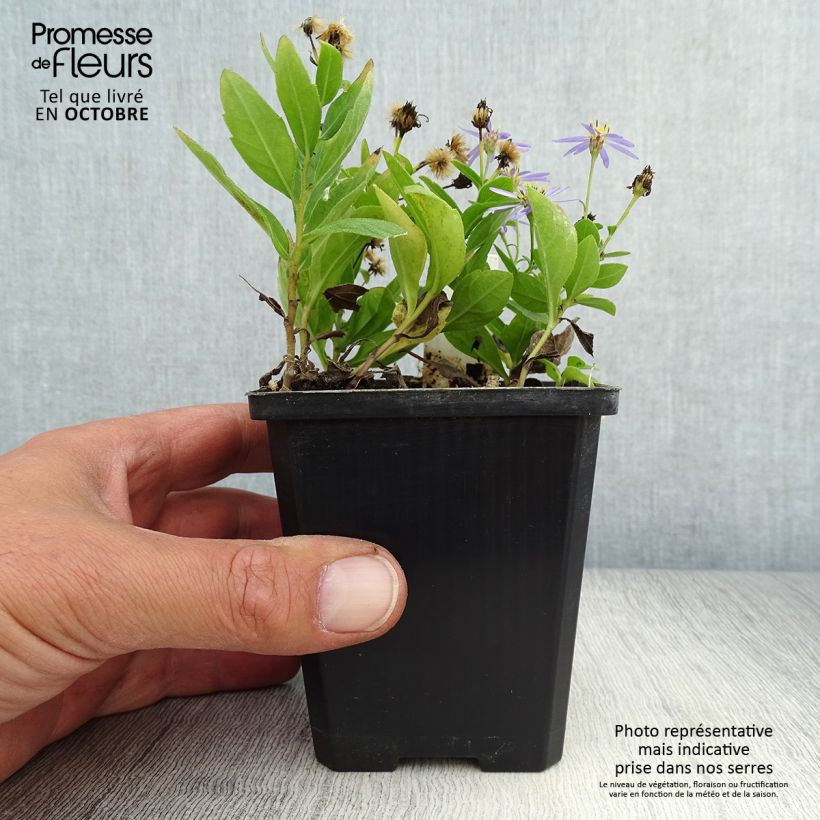 Esemplare di Kalimeris incisa Nana Blue - Aster giapponese Vasetto da 8/9 cm come consegnato in autunno