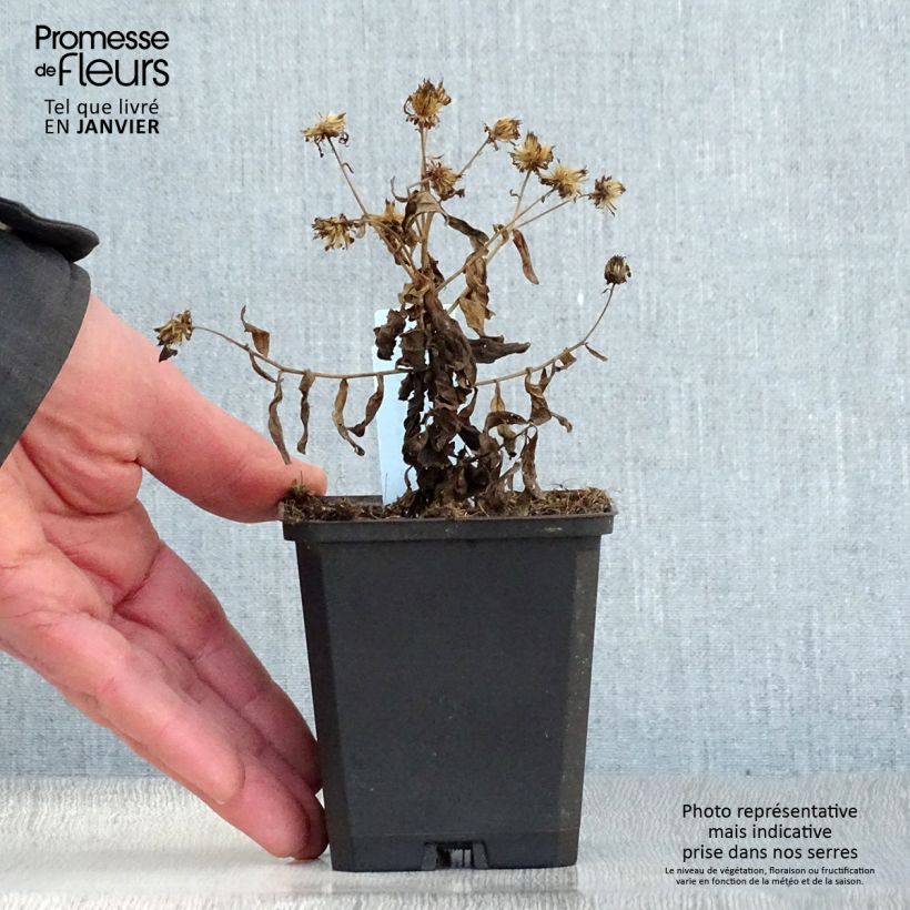 Kalimeris incisa Nana Blue - Aster giapponese Vasetto da 8/9 cm esemplare consegnato in inverno