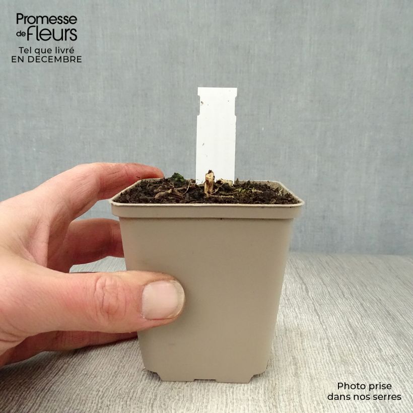 Kalimeris mongolica Antonia - Aster giapponese Vasetto da 8/9 cm esemplare consegnato in inverno