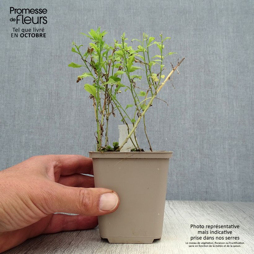 Esemplare di Kalimeris pinnatifida var. hortensis - Aster giapponese Vasetto da 8/9 cm come consegnato in autunno