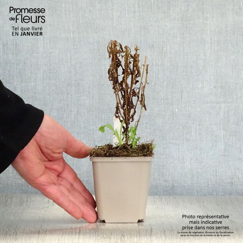 Kalimeris pinnatifida var. hortensis - Aster giapponese Vasetto da 8/9 cm esemplare consegnato in inverno