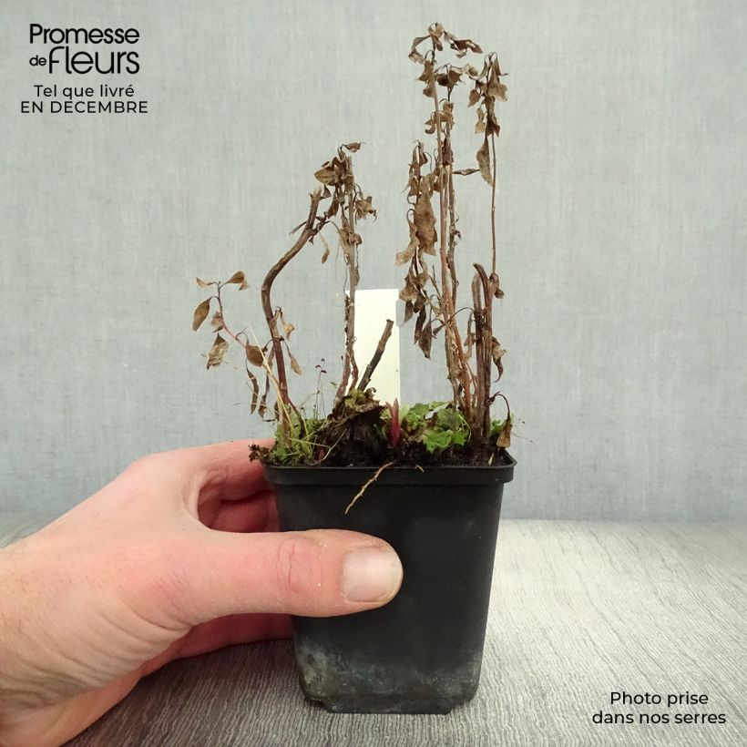 Kalimeris yomena Shogun - Aster giapponese Vasetto da 8/9 cm esemplare consegnato in inverno