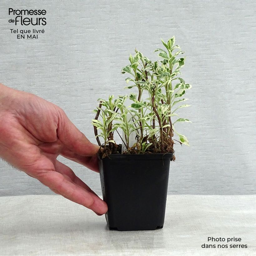 Kalimeris yomena Shogun - Aster giapponese Vasetto da 8/9 cm esemplare consegnato in primavera