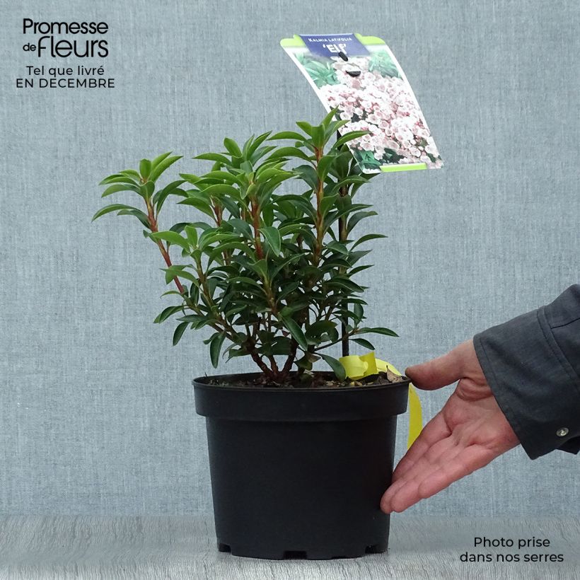 Kalmia latifolia Elf - Alloro di montagna Vaso da 3L/4L esemplare consegnato in inverno