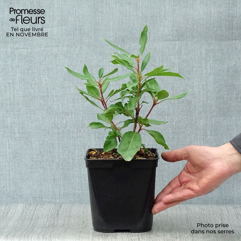Esemplare di Kalmia latifolia Ewa - Alloro di montagna Vaso da 3L/4L come consegnato in autunno