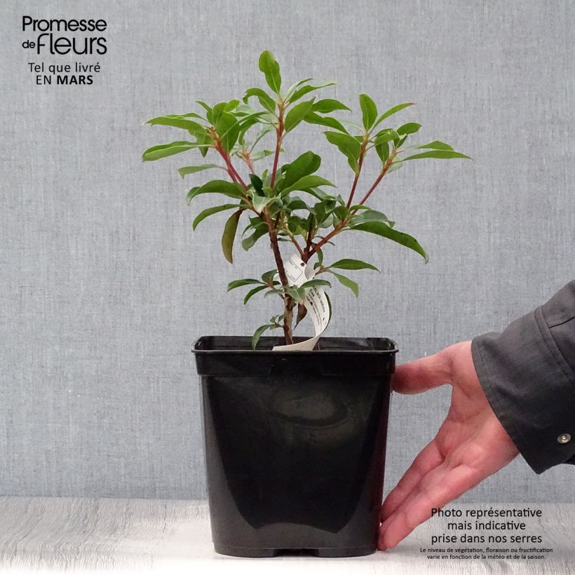 Kalmia latifolia Ewa - Alloro di montagna Vaso da 3L/4L esemplare consegnato in primavera