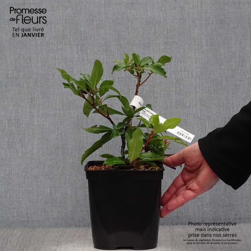 Kalmia latifolia Ewa - Alloro di montagna Vaso da 3L/4L esemplare consegnato in inverno