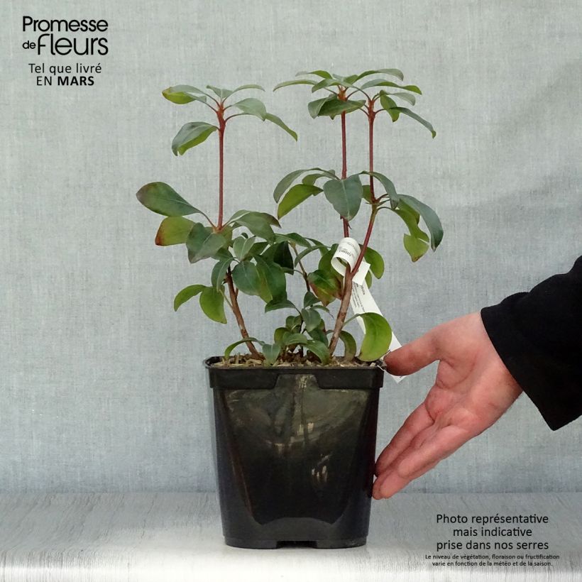 Kalmia latifolia Keepsake - Alloro di montagna Vaso da 2L/3L esemplare consegnato in primavera