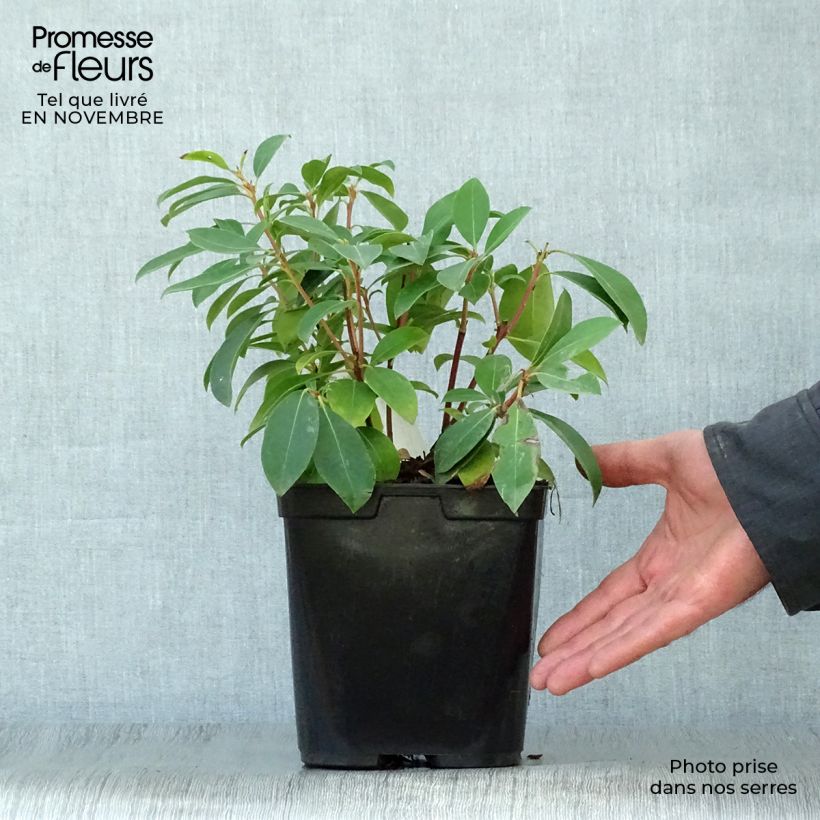 Esemplare di Kalmia latifolia Latchmin - Alloro di montagna Vaso da 4L/5L come consegnato in autunno