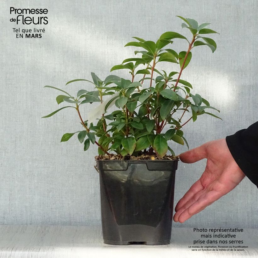 Kalmia latifolia Latchmin - Alloro di montagna Vaso da 4L/5L esemplare consegnato in primavera