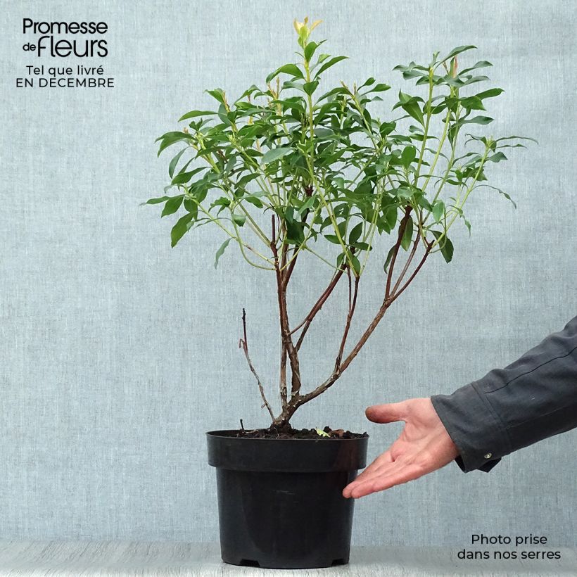 Kalmia latifolia - Alloro di montagna Vaso da 2L/3L esemplare consegnato in inverno