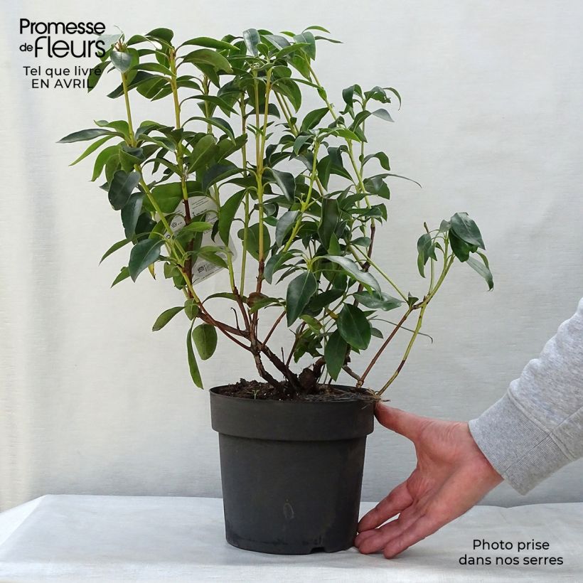 Kalmia latifolia - Alloro di montagna Vaso da 2L/3L esemplare consegnato in primavera