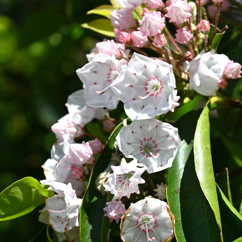 Kalmia latifolia - Alloro di montagna (Fioritura)