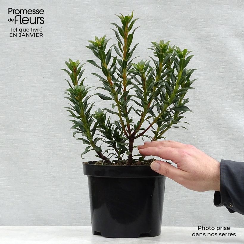 Kalmia latifolia Minuet - Alloro di montagna Vaso da 2L/3L esemplare consegnato in inverno