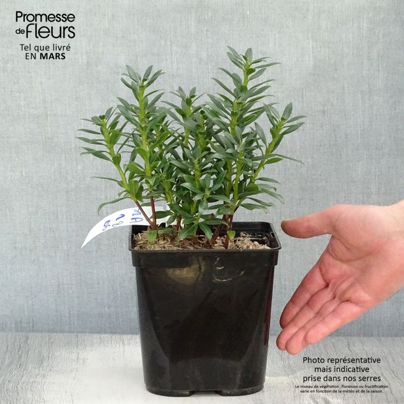 Kalmia latifolia Minuet - Alloro di montagna Vaso da 2L/3L esemplare consegnato in primavera