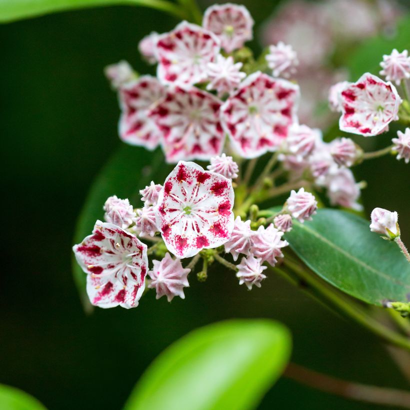 Kalmia latifolia Minuet - Alloro di montagna (Fioritura)