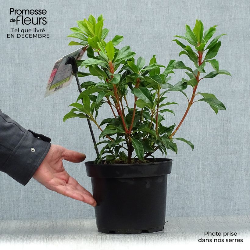 Kalmia latifolia Olympic Fire - Alloro di montagna Vaso da 3L/4L esemplare consegnato in inverno