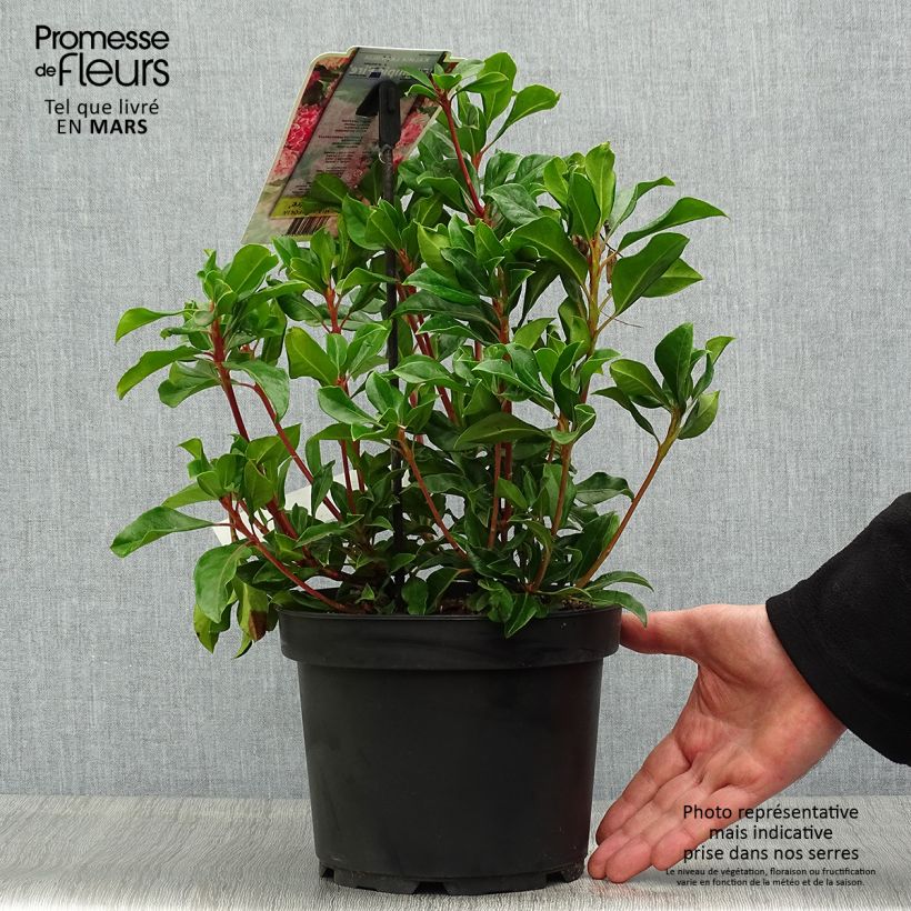 Kalmia latifolia Olympic Fire - Alloro di montagna Vaso da 3L/4L esemplare consegnato in primavera