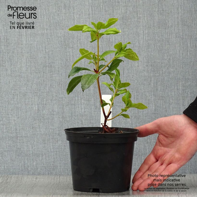 Kalmia latifolia Otsbo Red - Alloro di montagna Vaso da 2L/3L esemplare consegnato in inverno