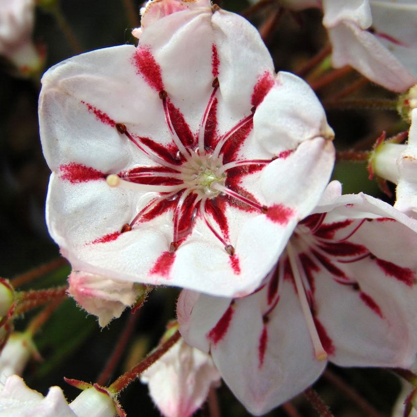 Kalmia latifolia You Can - Alloro di montagna (Fioritura)
