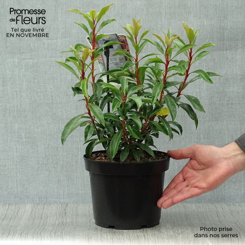 Esemplare di Kalmia latifolia Pinwheel - Alloro di montagna Vaso da 3L/4L come consegnato in autunno